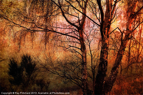 Winter Trees Picture Board by Ray Pritchard