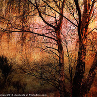 Buy canvas prints of Winter Trees by Ray Pritchard