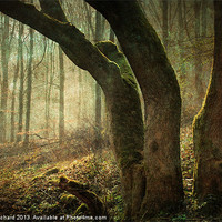 Buy canvas prints of Mystic Woodland by Ray Pritchard