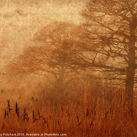 Buy canvas prints of Misty Trees in Watergate Park by Ray Pritchard