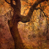 Buy canvas prints of Tree by Ray Pritchard