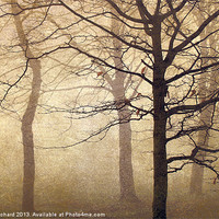 Buy canvas prints of Trees in the Mist by Ray Pritchard