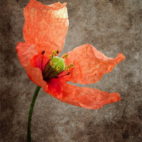 Buy canvas prints of Textured Poppy by Ray Pritchard