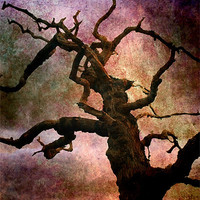 Buy canvas prints of Old Tree by Ray Pritchard