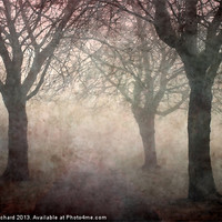 Buy canvas prints of Trees In The Park by Ray Pritchard