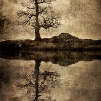 Buy canvas prints of Park Brow Tree by Ray Pritchard