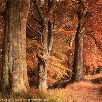 Buy canvas prints of Ousbrough Woods(Colour Textured) by Ray Pritchard