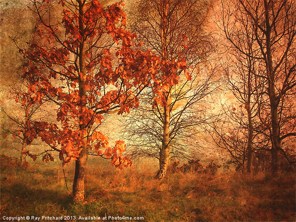 Textured Autumn Trees Picture Board by Ray Pritchard
