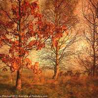 Buy canvas prints of Textured Autumn Trees by Ray Pritchard