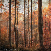 Buy canvas prints of Ousbrough Woods by Ray Pritchard
