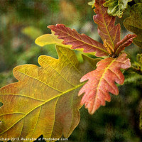 Buy canvas prints of New Oak Leaves by Ray Pritchard