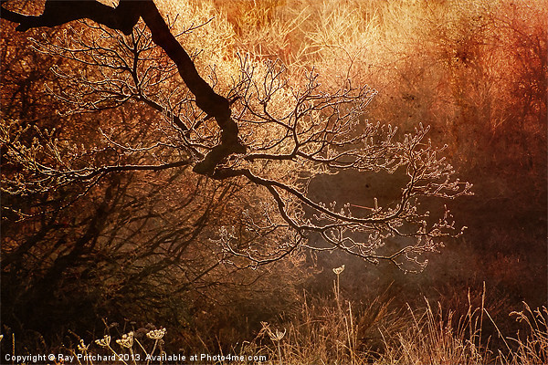 Frost Covered Branch Picture Board by Ray Pritchard