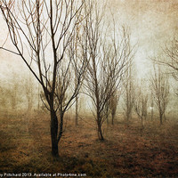 Buy canvas prints of Young Trees by Ray Pritchard