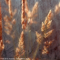 Buy canvas prints of Grass by Ray Pritchard