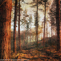 Buy canvas prints of Textured Woods by Ray Pritchard