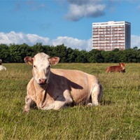 Buy canvas prints of Newcastle City Cows by Ray Pritchard