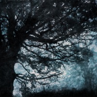 Buy canvas prints of Black Trees by Ray Pritchard
