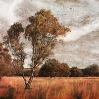 Buy canvas prints of Ryton Willows by Ray Pritchard