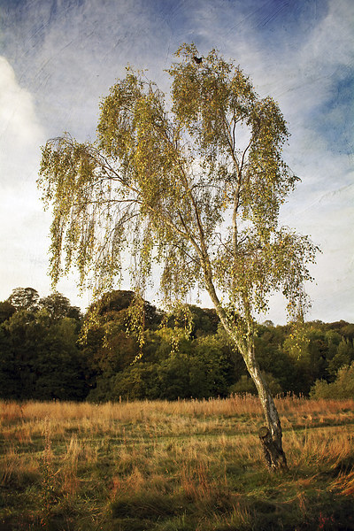 Silver Birch in Ryton Willows Picture Board by Ray Pritchard