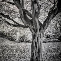 Buy canvas prints of Leazes Tree by Ray Pritchard