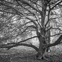 Buy canvas prints of Tree at Finchale by Ray Pritchard