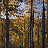 Buy canvas prints of Ousbrough Wood Panorama by Ray Pritchard