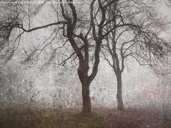 Trees In The Mist Picture Board by Ray Pritchard