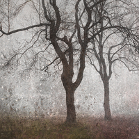 Buy canvas prints of Trees In The Mist by Ray Pritchard