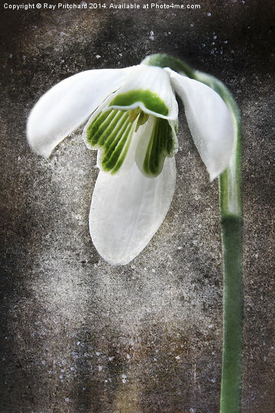 Snow Drop Picture Board by Ray Pritchard