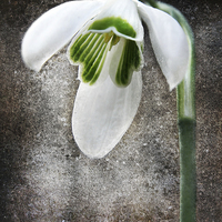 Buy canvas prints of Snow Drop by Ray Pritchard