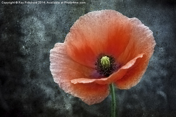 Textured Poppy Picture Board by Ray Pritchard