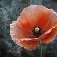 Buy canvas prints of Textured Poppy by Ray Pritchard