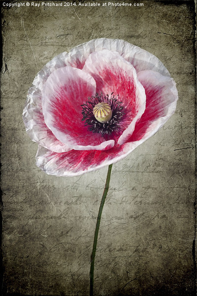 Red and White Poppy Picture Board by Ray Pritchard