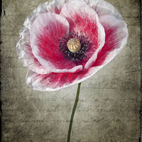 Buy canvas prints of Red and White Poppy by Ray Pritchard