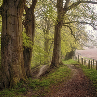 Buy canvas prints of Ousbrough Woods by Ray Pritchard