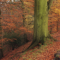 Buy canvas prints of Ousebrough Woods by Ray Pritchard