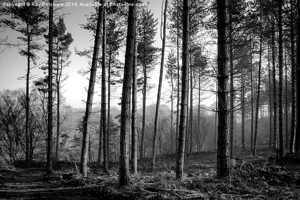 Ousbrough Woods Black and White Picture Board by Ray Pritchard