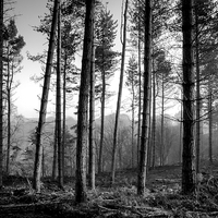 Buy canvas prints of Ousbrough Woods Black and White by Ray Pritchard