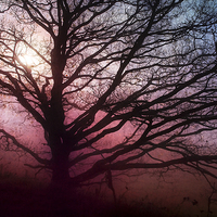 Buy canvas prints of Tree in the Mist by Ray Pritchard