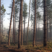 Buy canvas prints of Pines in Ousbrough Woods by Ray Pritchard