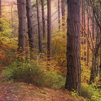Buy canvas prints of Autumn Trees by Ray Pritchard