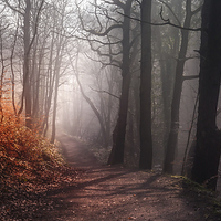 Buy canvas prints of Woodland Walk by Ray Pritchard