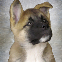Buy canvas prints of Akita Puppy by Ray Pritchard