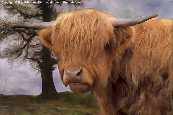 Highland Cow Picture Board by Ray Pritchard