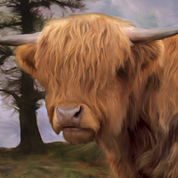 Buy canvas prints of Highland Cow by Ray Pritchard