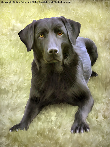 Black Labrador Picture Board by Ray Pritchard