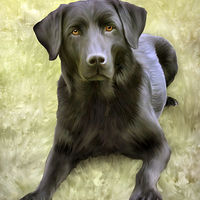Buy canvas prints of Black Labrador by Ray Pritchard