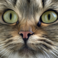Buy canvas prints of Cat by Ray Pritchard