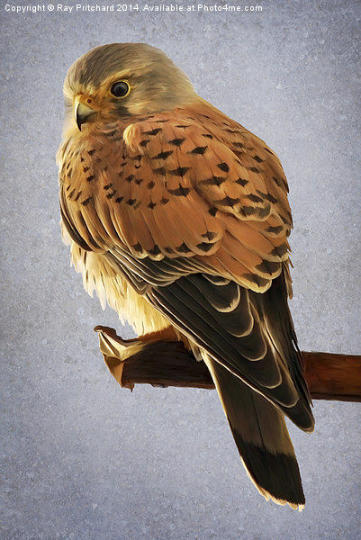 Kestrel Paint Over Picture Board by Ray Pritchard