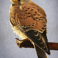 Buy canvas prints of Kestrel Paint Over by Ray Pritchard